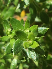 Galium cliftonsmithii