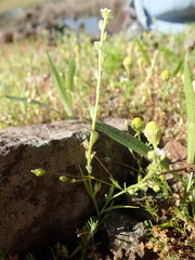 Plagiobothrys scouleri