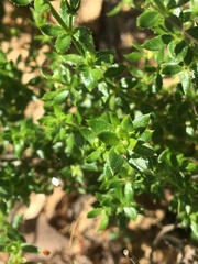 Galium cliftonsmithii