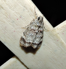 Stericta concisella