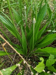 Plantago lanceolata