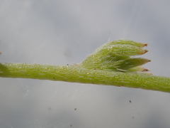 Plagiobothrys scouleri