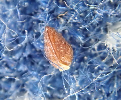 Plagiobothrys scouleri