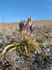 Gentiana decumbens