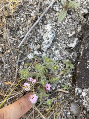 Erythranthe gracilipes