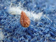 Plagiobothrys scouleri