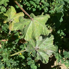 Puccinia malvacearum