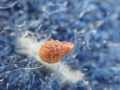 Plagiobothrys scouleri