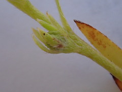 Plagiobothrys scouleri