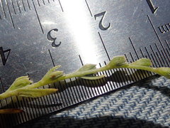 Plagiobothrys scouleri