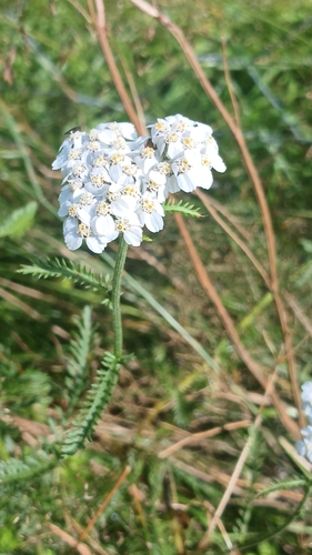 common yarrow