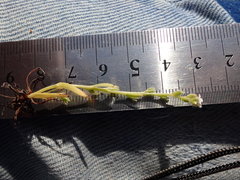 Plagiobothrys scouleri