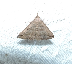 Lysimelia lenis