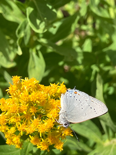 iNaturalist observation photo of Satyrid Hairstreaks