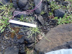 Plagiobothrys scouleri