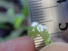 Plagiobothrys scouleri