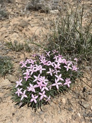 Houstonia rubra
