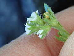 Plagiobothrys scouleri