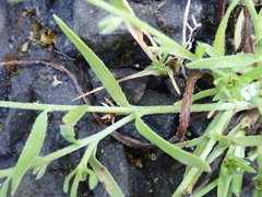 Plagiobothrys scouleri