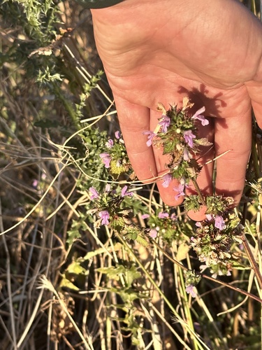 Black horehound