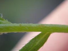 Plagiobothrys scouleri