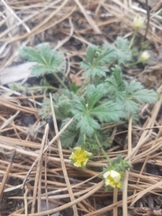 Potentilla subviscosa