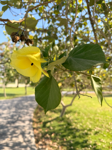 sea hibiscus