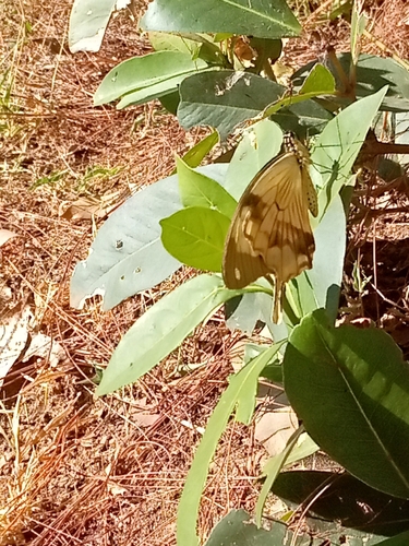 Mocker Swallowtail