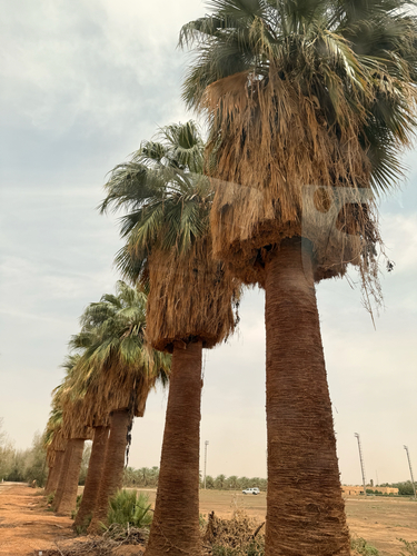 California fan palm