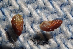 Plagiobothrys scouleri