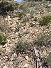 Sphaeralcea leptophylla