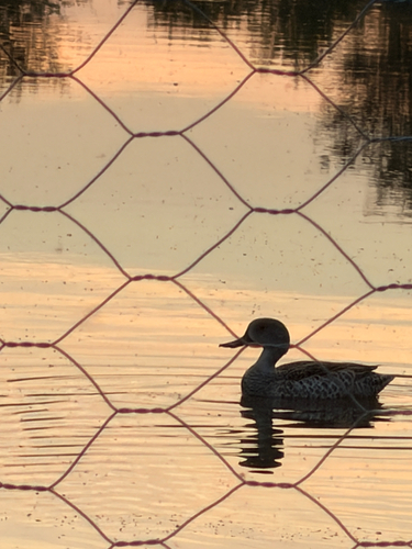iNaturalist image