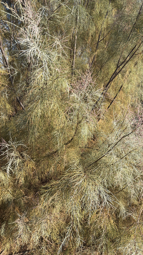 athel tamarisk