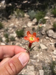 Sphaeralcea leptophylla