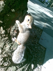 Sciurus carolinensis
