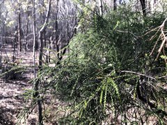 Melaleuca irbyana