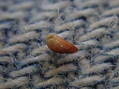 Plagiobothrys scouleri