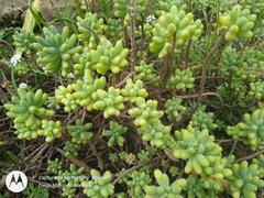 Sedum pachyphyllum