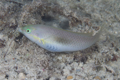 Halichoeres chloropterus