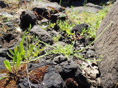 Plagiobothrys scouleri