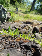 Plagiobothrys scouleri