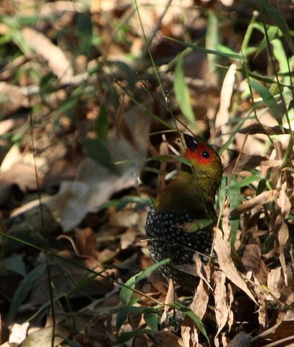 iNaturalist image