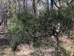 Melaleuca irbyana
