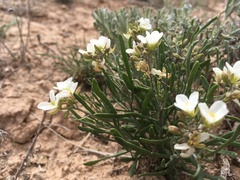 Nerisyrenia linearifolia