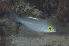 Scolopsis ciliata