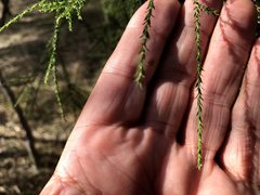 Melaleuca irbyana