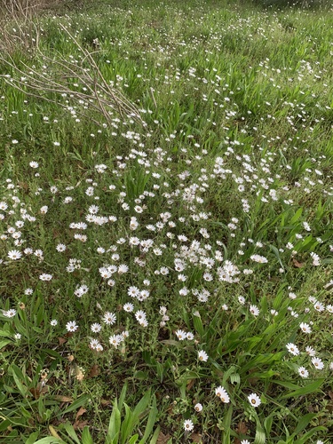 Dimorphotheca pluvialis, photograph 3