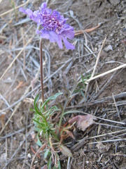 Scabiosa comosa