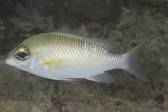 Scolopsis margaritifera