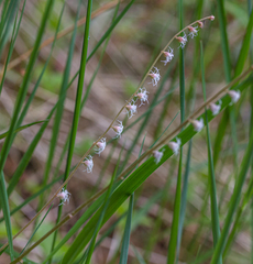 Ozomelis stauropetala